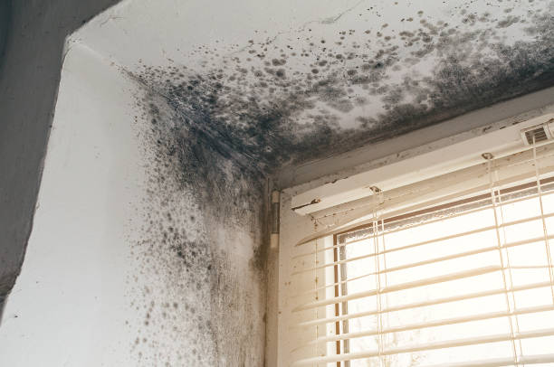 Affordable Commercial Mold Remediation solutions in Trevorton, PA